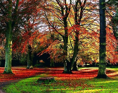 Fall Irish trees